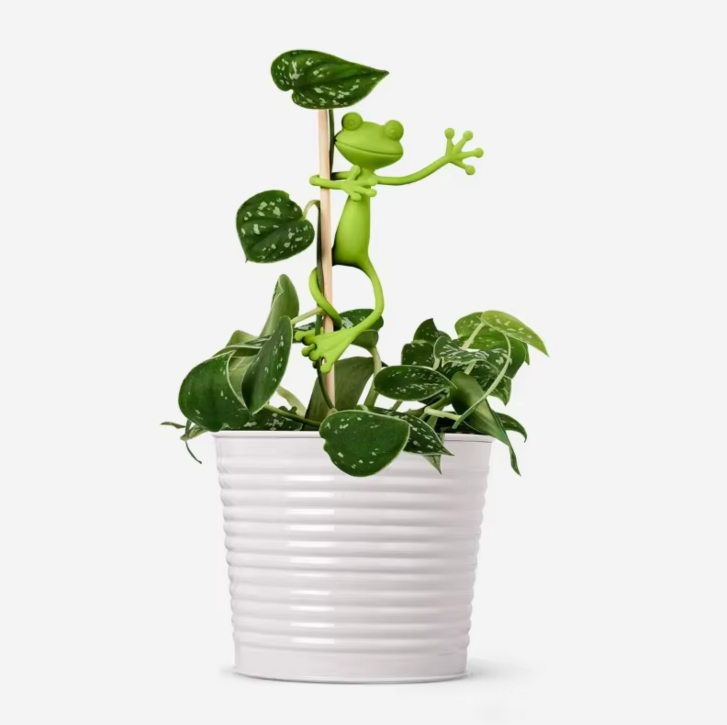 Bendy Frog Plant Buddy 4 Pack